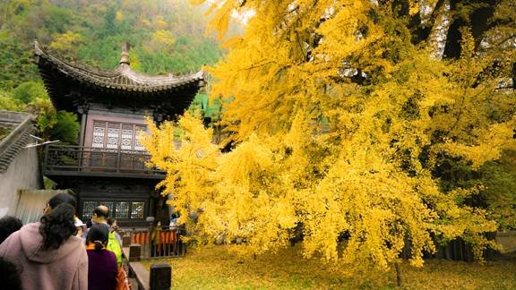 ⛩️ 쿠레하 신사 (呉服神社) 이미지 7